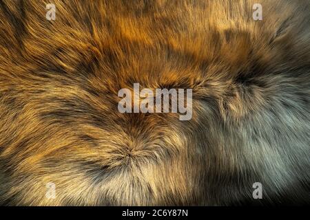 Pelliccia marrone e bianca i peli sono lisci e hanno un bel motivo. I capelli della renna sono dorati quando esposti alla luce del sole del mattino. Foto Stock