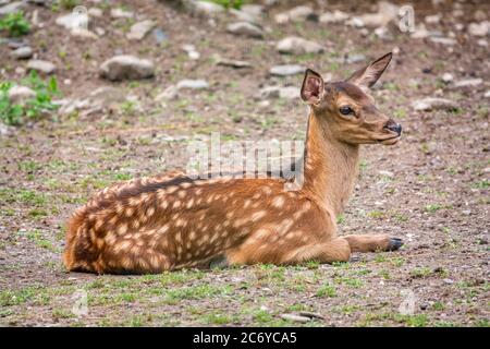 Un giovane cervo sika sdraiato sul terreno e sull'erba. Il cervo sika, Cervus nippon, conosciuto anche come il cervo macchiato o il cervo giapponese Foto Stock