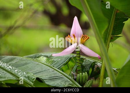 Banana albero fiore vicino al fiume Filabobos a Veracruz, Messico. Foto Stock