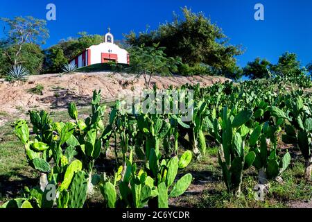 Cactus e cappella a Hacienda la Martina vicino la Noria, Sinaloa, Messico. Foto Stock