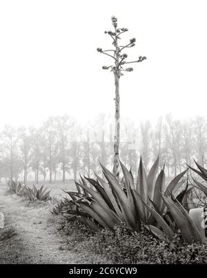 Secolo pianta agave cactus in nebbia vicino Perote, Veracruz, Messico. Foto Stock
