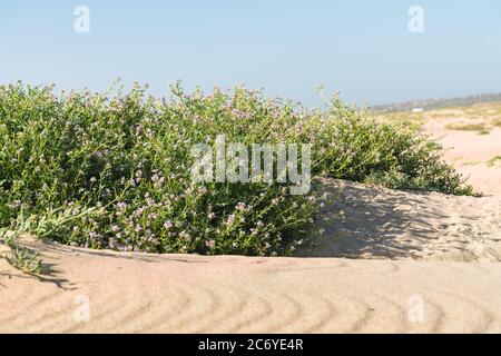 Dune di sabbia sulla spiaggia e fiori di razzo di mare in fiore, bellissimi fiori rosa che crescono sulla spiaggia di sabbia. Il razzo del mare è un succulento - una crescita bassa Foto Stock