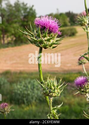 Fiore selvaggio di Silybum marianum conosciuto anche come cardus marianus, cardo del latte, blessed milkthistle, mariano. Questa pianta è usata nella medicina di erbe Foto Stock