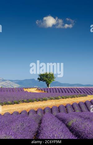 Campi di lavanda della Provenza in estate con l'albero di mandorle. Altopiano di Valensole, Alpi dell'alta Provenza, Alpi europee, Francia Foto Stock