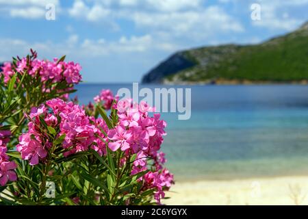 Fiori di colore rosa di oleandri vicino al mare sullo sfondo Foto Stock