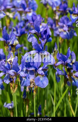Fiori blu Iris versicolor splendidamente in fiore nel giardino Foto Stock