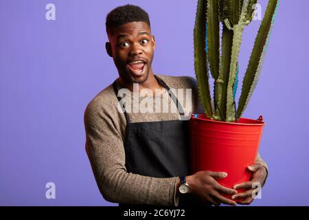 Felice gioioso venditore africano americano maschio in negozio di fiori, vestito in grembiule, in piedi con un grande cactus piantato in secchio rosso isolato su parete viola Foto Stock