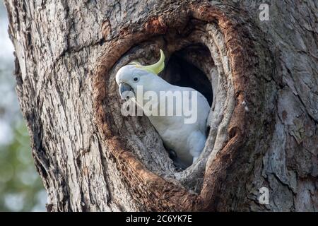 Cockatoo al nido Foto Stock