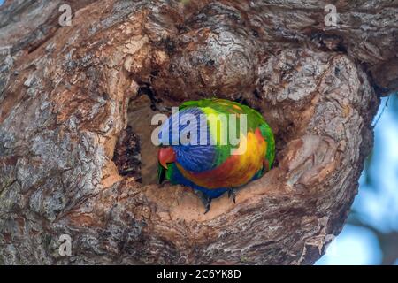 Rainbow Lorikeet arroccato al divertimento per nidificare Foto Stock