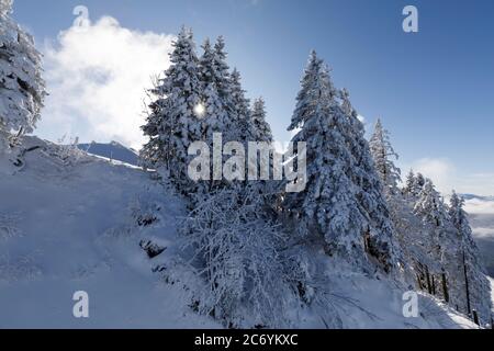 Alberi di abete appena innevati con il sole che splende attraverso i rami, Rotenflue, Canton Schwyz Foto Stock