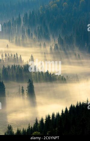 nebbia tra la foresta. abeti nella valle piena di nebbia incandescente. fantastico paesaggio naturale in montagna all'alba. vista dall'alto Foto Stock