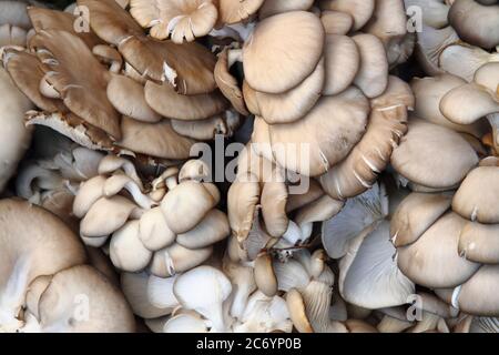 le camere d'albergo oyster sono molto belle e offrono un ottimo cibo Foto Stock