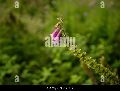 Fiore rosa su campo selvaggio inglese Foto Stock