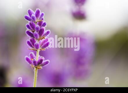 Lavanda Lavandula Angustifolia aka Lavanda inglese Foto Stock