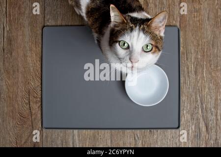 Gatto seduto davanti a un piatto di cibo e guardando alla macchina fotografica. Vista ad angolo alto con spazio per la copia. Foto Stock