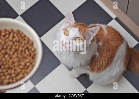Divertente gatto tabby che guarda curioso fino ad una ciotola di cibo completa. Foto Stock