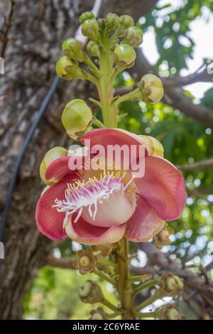 Shorea robusta o Cannonball fiore dalla struttura ad albero Foto Stock