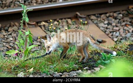 Urban Fox cub giocare con una tracolla in pelle Foto Stock