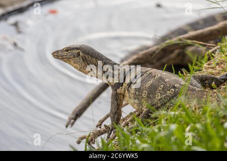 Un vecchio monitor lucertola rettile camminare sull'erba al Parco Lumpini a Bangkok Foto Stock