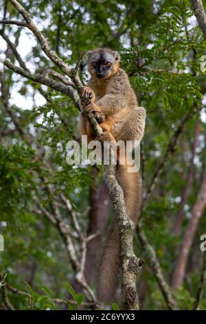 Un lemur guarda i visitatori dal ramo di un albero Foto Stock