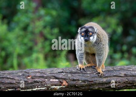 Alcuni lemuri bruni giocano nel prato e un tronco di albero e stanno aspettando i visitatori Foto Stock