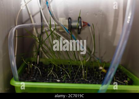 Un primo piano di un contenitore di plastica con una pianta verde Foto Stock