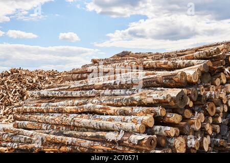 pile di tronchi di betulla e mucchio di legna da ardere in un vasto cantiere di legname Foto Stock