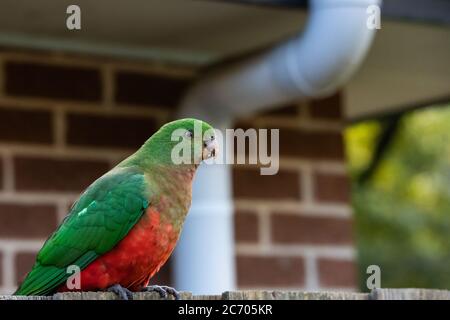 Un Re Giovanile Parrot seduto su una Fence Foto Stock