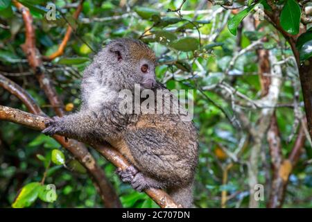 Un lemur guarda i visitatori dal ramo di un albero Foto Stock