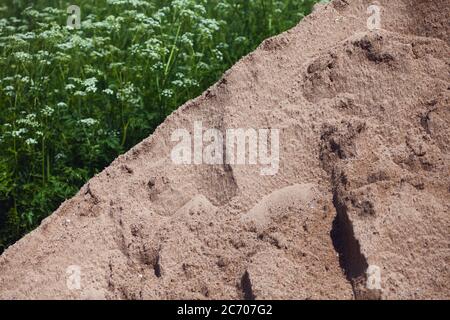 Un mucchio di sabbia versato in un prato per la costruzione. Foto Stock