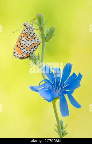 Farfalla su fiore blu al mattino (Melitaea didyma) Foto Stock