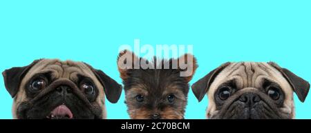 Piccolo cane Shih Tzu in piedi tra un cane pached Pug e un cane felice Pug che si stacca la lingua e che si sta imbrogliando intorno su sfondo blu Foto Stock