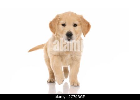 carino piccolo cane golden retriever che cammina verso un oggetto che lo  intriga su sfondo bianco studio Foto stock - Alamy