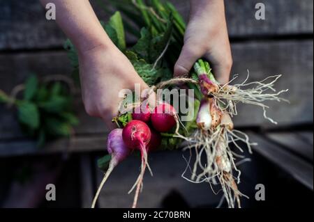 Ravanello fresco rosso nelle mani del bambino piccolo. Verdure biologiche. Il concetto di agricoltura Foto Stock