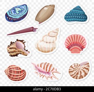 Adesivi Vector Sea shell sullo sfondo alfa transperant Illustrazione Vettoriale