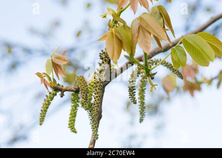 I fiori di catkins fioriscono su un albero di noce in primavera contro un cielo blu Foto Stock