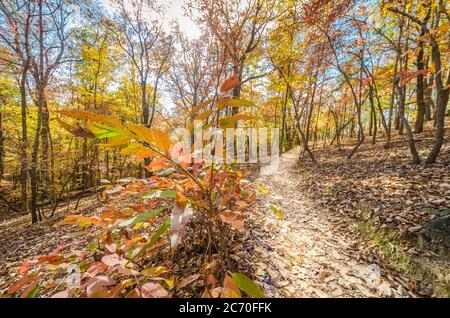 Colori di caduta in esposizione lungo un sentiero escursionistico attraverso un foresta durante l'autunno Foto Stock
