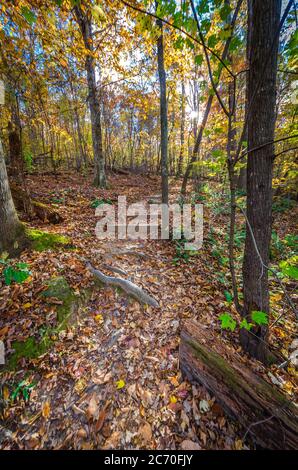 Guardando avanti lungo un sentiero escursionistico attraverso la foresta durante Autunno quando i colori autunnali sono in mostra Foto Stock