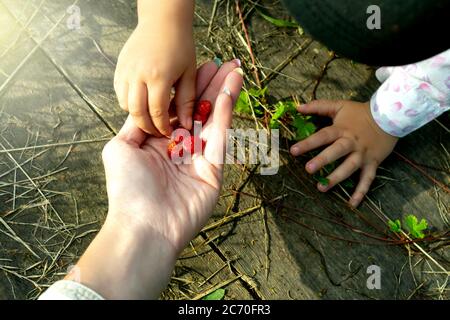 La mano del bambino prende la fragola dalla mano della mamme. Erba verde su sfondo. Foto Stock