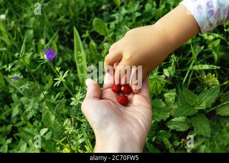 La mano del bambino prende la fragola dalla mano della mamme. Erba verde su sfondo. Foto Stock