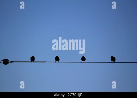 Un gregge di piccioni che si levano fianco a fianco su un filo elettrico in attesa dell'alba Foto Stock