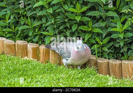 Piccione di legno alla ricerca di semi di uccelli in un giardino. Foto Stock