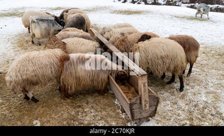 Gregge di pecore nella Turchia orientale, Bitlis Foto Stock