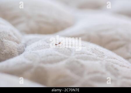 Primo piano di Un Bug letto su Un materasso bianco Foto Stock