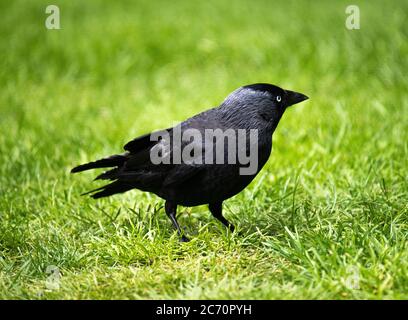 Un giovane Jackdaw alla ricerca di cibo su un prato in un giardino in Alsager Cheshire Inghilterra Regno Unito Foto Stock