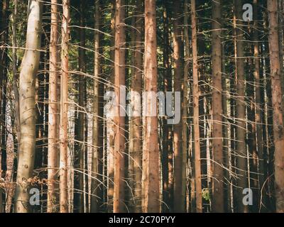 Alberi sotto il sole Foto Stock