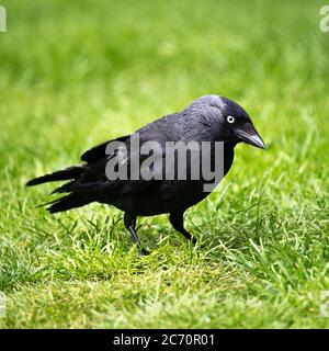 Un giovane Jackdaw alla ricerca di cibo su un prato in un giardino in Alsager Cheshire Inghilterra Regno Unito Foto Stock