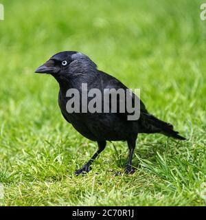 Un giovane Jackdaw alla ricerca di cibo su un prato in un giardino in Alsager Cheshire Inghilterra Regno Unito Foto Stock