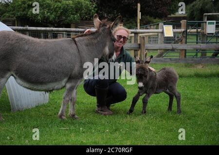 Kington, Herefordshire, Regno Unito. 13 luglio 2020. Il patter di minuscoli zoccoli può essere sentito in un piccolo Breeds Farm Park e Owl Center sotto forma di tre giorni di asino foal Sogg.Miniature Mediterranean Donkey Sogg è nato al centro vicino a Kinton, Herefordshire il Venerdì 10 alle 12.30 del mattino Smog e mamma Misty stanno facendo bene e possono essere visti dal pubblico, ma covid 19 restrizioni si applicano. Con Misty e Sogg è il direttore della fattoria Frankie Paine. Credit: Andrew Compton/Alamy Live News Foto Stock