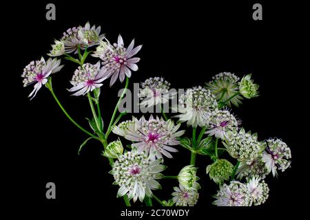 Fiori di un grande magistrale isolato su sfondo nero, astrantia maggiore o Grosse Sterndolde Foto Stock